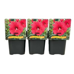 Hibiscus Fireball C5
(1 Plants/Order)(21cmP 35cmH)