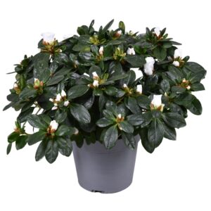 Rhododendron White Vogel Azalea Vogel white 14cm
(6 Plants/Order)(14cmP 35cmH)