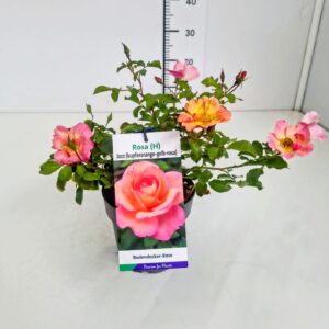 Meisterstücke - Jazz Rosa 'Jazz' PBR EtiketC1.5 
(1 Plants/Order)(14cmP 30cmH)