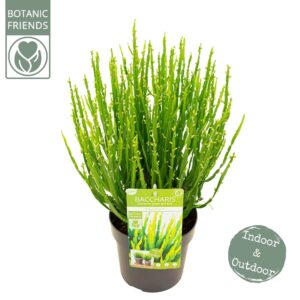 schrub Baccharis genistelloides Baccharis Green Coral
(1 Plants/Order)(19cmP 50cmH)