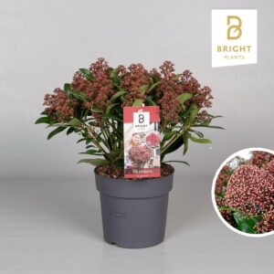 Skimmia Rubesta 20+
(6 Plants/Order)(17cmP 40cmH)
