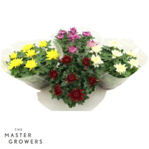 Chrysanthemum Cosmo Deco 7pp mix tray/CC Schaal 23cm 7pp
(1 Plants/Order)(23cmP 32cmH)