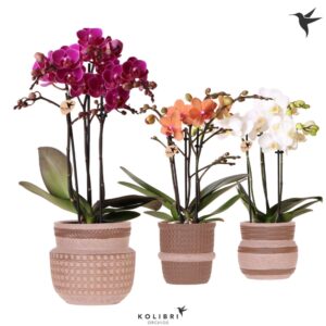 Phalaenopsis Multiflora mix 3 spike in Ethnic Pot sand mix
(6 Plants/Order)(9cmP 40cmH)