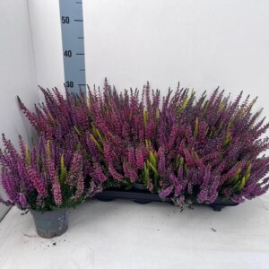 Calluna Beauty-Ladies "Ladies"" Starlight Trio_MILCA_T10,5"
(10 Plants/Order)(10.5cmP 22cmH)