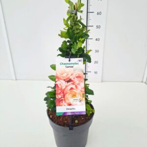 Chaenomeles x superba Chaenomeles sup. 'Cameo' 40-50C5
(1 Plants/Order)(22cmP 50cmH)