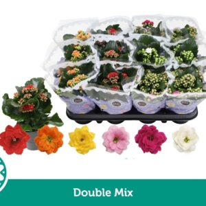 Kalanchoe Double mix
(12 Plants/Order)(9cmP 19cmH)