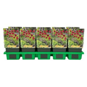 Armeria Ballerina Red pseudarmeria P11
(10 Plants/Order)(11cmP 25cmH)