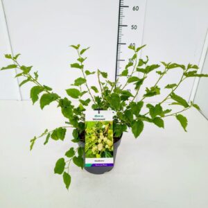 Morus nigra Morus albax nigra 'Milanowek' 40-50C3
(1 Plants/Order)(19cmP 50cmH)