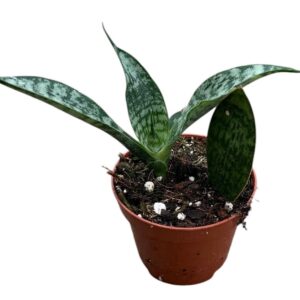 Sansevieria other Everest
(20 Plants/Order)(6cmP 5cmH)