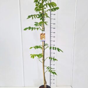 Juglans regia Juglans regia 'Serr' 160-180C10 
(1 Plants/Order)(28cmP 180cmH)