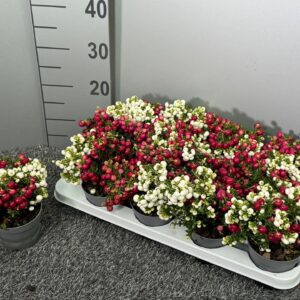 Gaultheria Pernettya duo
(12 Plants/Order)(10.5cmP 20cmH)