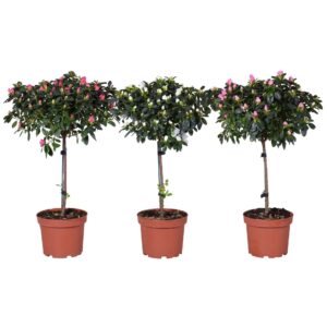 Rhododendron op stam Azalea'Vogel'op'Stam'gemengd'Rijp'19cm
(3 Plants/Order)(19cmP 65cmH)