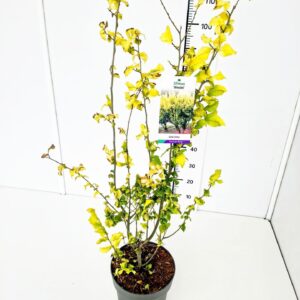 Ulmus Wredei Ulmus carpinifolia 'Wredei' 100-125C7 
(1 Plants/Order)(25cmP 140cmH)