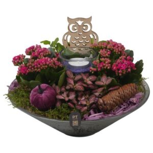 Arrangement kamer PTHG8266 Arrangement Autumn Glass in Glas schaal
(2 Plants/Order)(26cmP 19cmH)