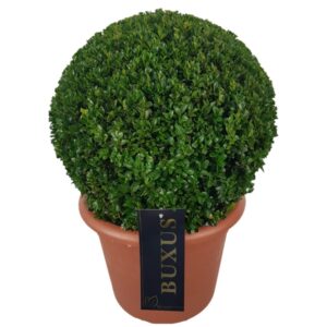 Buxus other sempervirens ball p28 (t) 35-40
(1 Plants/Order)(28cmP 38cmH)