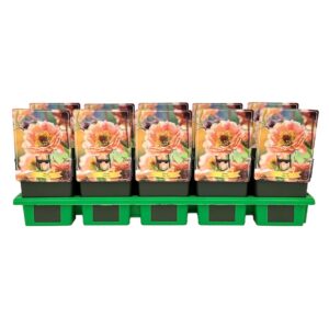 Geum rivale Mai Tai' P11 
(10 Plants/Order)(11cmP 25cmH)