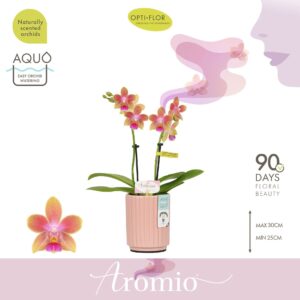 Phalaenopsis Multiflora Aromio Spring 2 spike in Molise Salmon Aquo
(6 Plants/Order)(7cmP 25cmH)