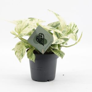Epipremnum pinnatum pinnatum Snow L Epipremnum Snow Leopard
(10 Plants/Order)(12cmP 25cmH)