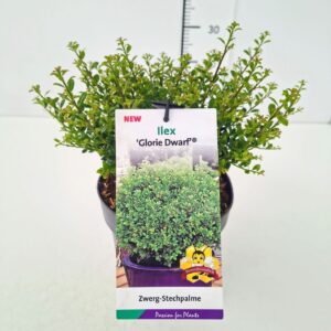 Ilex crenata Glorie Dwarf Ilex cr. 'Glory Dwarf' 25-30C3
(1 Plants/Order)(19cmP 30cmH)