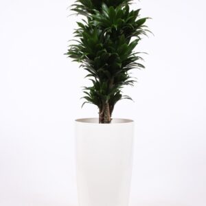 Dracaena Compacta "in Santorini Pot ""wit"""
(1 Plants/Order)(33cmP 140cmH)