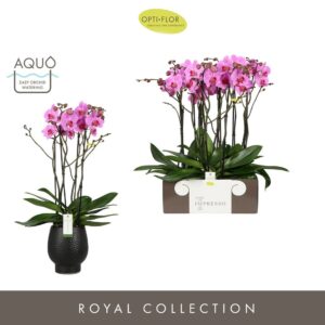 Phalaenopsis other pink (enkele ta Impresso Amalia >4 spike in Abruzzo Black Aquo
(3 Plants/Order)(15cmP 65cmH)