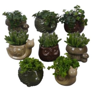 Arrangement kamer PTHI3425 Arrangement Autumn Indoor in diermix
(8 Plants/Order)(12cmP 12cmH)