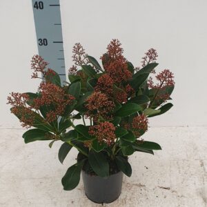 Skimmia japonica Rubella 13cm 14+ Flower
(8 Plants/Order)(13cmP 30cmH)