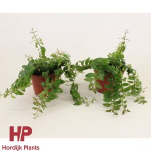 Aeschynanthus Bluster P12 cm - Aeschynanthus Bluster (6 Plants/Order)(12cmP 15cmH)