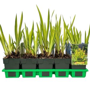 Iris Variegata pseudacorus P11
(10 Plants/Order)(11cmP 25cmH)