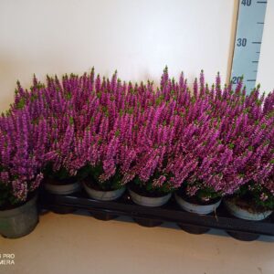 Calluna Beauty-Ladies Ladies Purple
(18 Plants/Order)(9cmP 12cmH)