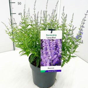 Perovskia Lacey Blue Perovskia atr. 'Lacey Blue' 30-40C5
(1 Plants/Order)(23cmP 50cmH)