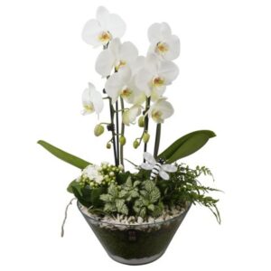 Indoor plants PTIG2679 Arrangement Indoor in Glas schaal
(2 Plants/Order)(26cmP 55cmH)