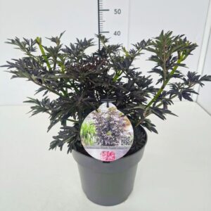 Sambucus nigra Sambucus nigra 'Black Tower' PBR 40-50C5
(1 Plants/Order)(22cmP 60cmH)