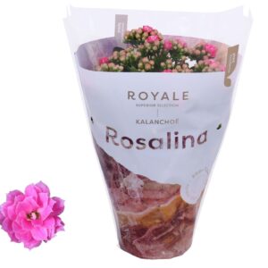 Kalanchoe Rosalina Don Nando Kalanchoe Rosalina 12cm Royale Nando pink
(10 Plants/Order)(12cmP 27cmH)