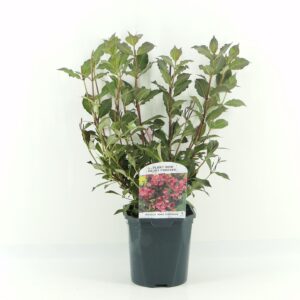 Weigela florida Nana Purpurea
(6 Plants/Order)(17cmP 40cmH)