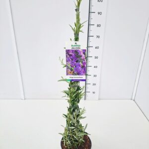 Buddleja Buddleja alternifolia Buddleja alternifolia 80-100C3
(1 Plants/Order)(19cmP 80cmH)