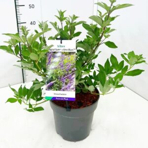 Vitex agnus-castus Vitex agnus-castus 'Magical Summertime Blues' 40-50C5 met Bloemknop
(1 Plants/Order)(23cmP 60cmH)