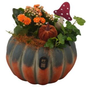 Arrangement kamer PTHI3258 Arrangement Autumn Indoor in beton Pot
(4 Plants/Order)(17cmP 19cmH)