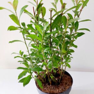Salix gracilistyla Mt. Aso Mount bush p17
(1 Plants/Order)(17cmP 40cmH)