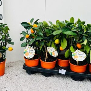Citrofortunella x microcar Citrus Calamondin rack/trellis (s2)
(9 Plants/Order)(12cmP 35cmH)