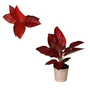 Aglaonema other Aglaonema `Red King/Suksom`
(4 Plants/Order)(12cmP 30cmH)