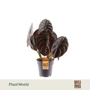 Alocasia Red Secret
(7 Plants/Order)(14cmP 30cmH)