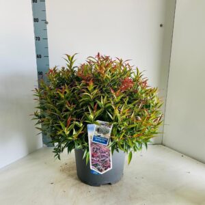 Leucothoe Burning Love keiskei
(1 Plants/Order)(32cmP 55cmH)