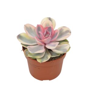 Echeveria rainbow 10,5 cm
(10 Plants/Order)(10.5cmP 14cmH)