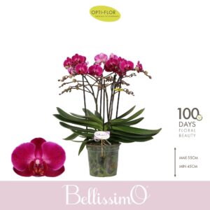 Phalaenopsis Multifloratypes other Bellissimo Amore
(3 Plants/Order)(15cmP 50cmH)