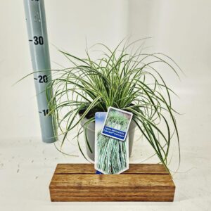 Carex oshimensis EverColor® Evercream ('Ficre'PBR)
(1 Plants/Order)(17cmP 25cmH)
