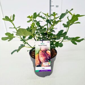 Ficus carica Brown Turkey Ficus carica 'Brown Turkey' 40-50C5
(1 Plants/Order)(23cmP 60cmH)