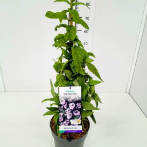 Deutzia Deutzia scabra 'Pink Pom-Pom' 60-80C5
(1 Plants/Order)(23cmP 80cmH)