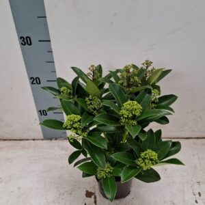 Skimmia White Globe 10,5 cm 9+ Flower
(12 Plants/Order)(10.5cmP 25cmH)