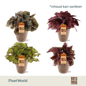 Begonia Begonia mix in Polystone Pot
(6 Plants/Order)(12cmP 25cmH)